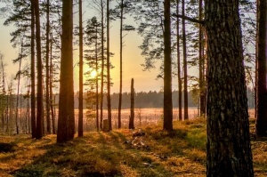 Pavasarīgi notverti mirkļi Carnikavas novada dabas objektos Pavasarīgi notverti mirkļi Carnikavas novada dabas objektos